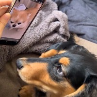 LINEで送られてきた『片思い中のワンコの映像』を見た犬→画面に釘付けになり…『まさかの行動』が44万再生「熱烈ｗ」「純愛すぎる」と絶賛