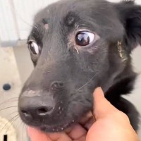 『ガリガリの犬』を保護→１年間、愛情を注いだ結果…同じ犬とは思えない『美しい変貌』に絶賛「素敵な人に出会えてよかった」「誇らしい顔」