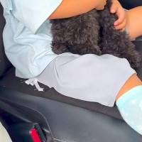 月曜日の朝『幼稚園に行きたくない』と駄々をこねる女の子→状況を察した犬が…尊すぎる『お見送り』が42万再生「素敵な関係」「応援団だ」