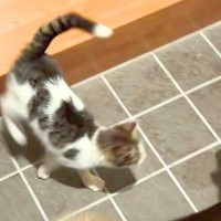 夜7時、玄関ドアを開けた結果→突然『野良子猫』が入ってきて、家にいた犬に…まさかの展開が131万再生「可愛い」「一目惚れかな」現在の様子も