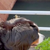 岡山県で大型犬を散歩中、ふと『川』を見てみると…『リアル桃太郎ｗｗ』衝撃的すぎる光景に絶賛「思ったより早くて草」「おばあさん凄いｗｗ」