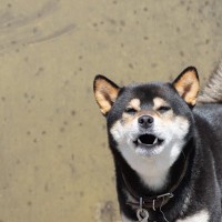 犬によく『吠えられてしまう人』の特徴5つ　安全な人間だと認識してもらうにはどうしたらいいの？