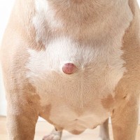 犬の体に『しこり』を見つけたらどうすべき？考えられる病気や受診のサインまで