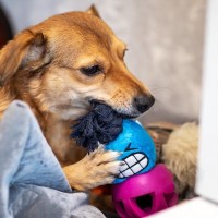 犬が『おもちゃに唸る』3つの心理　放っておいても大丈夫？飼い主がすべき適切なしつけとは