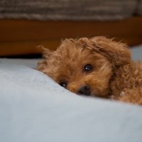犬が『うつ病』になっているときの初期症状5選　見逃してはいけないサインや早期発見のポイントまで