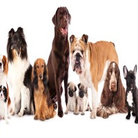 犬の年齢は人間でいうと何歳？計算方法や寿命を延ばすためにできることまで