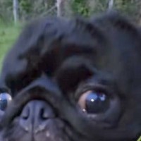 地面のニオイを嗅いでいた犬→顔をあげた、次の瞬間…思わず声が出る『想定外の光景』が15万再生「ほえ？って顔が可愛すぎ」「夏満喫してて草」