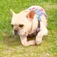 『もう歩くのは難しい』と言われた犬→諦めず、愛情を与え続けた結果…奇跡的な『まさかの光景』が36万再生「愛がパワーになってる」「涙でた」