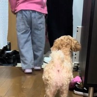 『大好きな妹』をお見送りをする犬→いつものようにできなくて…わかりやすく『絶望する様子』が53万再生「軽蔑の目で草」「顔がすごいｗｗ」