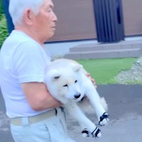 段差を下りるのが辛くなってきた『17歳の老犬』→おじいちゃんが心配して…頼りになりすぎる『素敵な光景』に感動「行動力凄い」「素晴らしい」