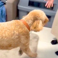 7ヶ月ぶりに再会したおばあちゃんを『誰？』と警戒する大型犬→『噛んでしまう』と思いきや…気付いた瞬間の反応が62万再生「どちらも嬉しそう」