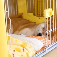散歩で疲れ果て寝ている犬→父が『ホットサンド』を焼いていたら…まさかの『愛おしい反応』に「早っｗ」「ちょうだいアピール可愛い」の声