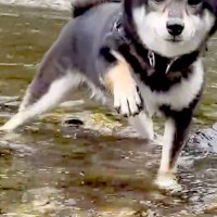 水が苦手な犬が『川で泳ぐ練習をした』結果→『うまくできるかな』と思ったら…あまりにも必死な光景が25万再生「困り顔で草」「おもろすぎｗ」