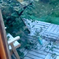 突然の大雨→『大型犬がいないな』と思い探した結果、お庭にいて…まさかの光景と『攻防戦』が614万再生「子供みたいｗ」「鬱陶しそうで草」