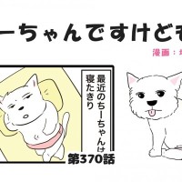 ちーちゃんですけどもっ【第370話】「それはそれで可愛い」