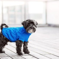 『洋服を着せるべき』犬種5選　ワンコに服は本当に必要なの？メリットまでご紹介