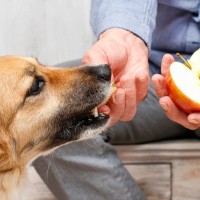 犬が食べると危険な『果物の種』5選　中毒症状を引き起こす可能性も…