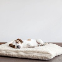 犬の『クーラー病』危険な症状5選　エアコンの冷風による体調不良の原因とは？