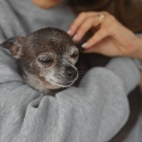 老犬からする『ニオイの原因』5つ　体臭がキツくなってしまう理由や対処法まで
