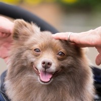 犬と『健やかに暮らす』ための方法5つ　愛犬の健康寿命を延ばすためにできることまで