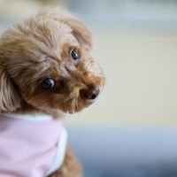 犬が飼い主を無視して通りすぎる『5つの心理』なぜ目の前を素通りして行くの？