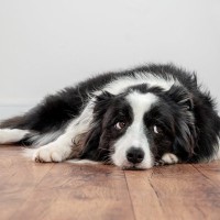 犬が『ワガママな性格になる』絶対NG行為5選　愛犬からの要求に対する適切な対応まで
