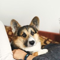 犬が飼い主を『踏みつける』心理5選　上に乗ってくる理由や止めさせる方法まで解説