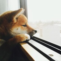 犬がみせる『寂しかった』サイン4選　愛犬の寂しさをやわらげるために飼い主がすべき工夫とは？