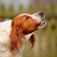 犬が吠えるようになってしまう飼い主の『絶対NG行為』5選　今すぐ改善すべき間違ったしつけとは？