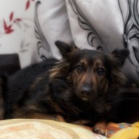 保護犬が抱える『トラウマ』を忘れさせる方法とは？ツライ記憶を消し去るためにできることまで