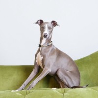 『カッコいい』と言われる犬種6選　スタイリッシュなワンコの魅力や愛らしいギャップまで