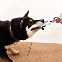 犬に対して『大声を出す』のがNGな理由3つ　愛犬がイタズラしたときの正しい叱り方まで