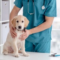 『犬に関わる職業』の年収はいくらぐらいなの？トリマーや獣医師の平均収入まで解説