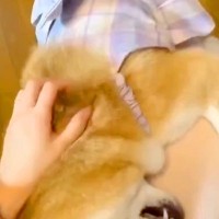 離れて暮らす娘が家に帰ってきた結果→犬が喜び過ぎて…いじらしくて健気な『おかえりなさいのご挨拶』に反響「嬉しいの伝わる」「可愛すぎ」