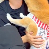 息子が家に遊びに来たら、犬が『いらっしゃい！』と大歓迎をして…あまりにも丁寧な『ごあいさつ』に絶賛の声「愛がすごいｗｗ」「大好きなんだ」