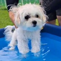 『1年ぶりのプール』に入る犬→『水の中に入れても動かないな』と思ったら…突然『記憶を取り戻す瞬間』が39万表示「あ！って顔ｗ」「可愛い」