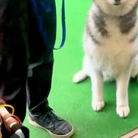 『訓練所に預けた大型犬』と面会の日→再会した瞬間、懸命に喜びを押し殺して…とんでもなく尊い光景に3万いいね「涙腺崩壊」「表情が…泣いた」
