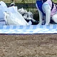 ドッグランに来た大型犬→『大はしゃぎするかな』と思ったら…完全に立場が逆な『まさかの光景』に反響「忠実な番犬ｗｗ」「人間が走るのか…」