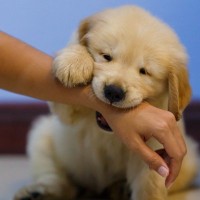 犬が『人を噛む』強さにはレベルがある？なぜ噛もうとしてくるの？改善策まで
