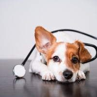 腫瘍じゃない！犬の「脂肪織炎」って知っていますか？【獣医師執筆】