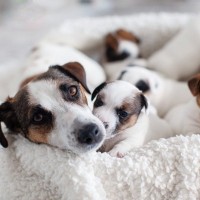 『愛犬の出産』自宅で臨むために飼い主さんがすべき事 ｜出産計画から産後のケアまで【獣医師執筆】