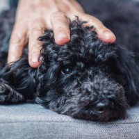 プードルの飼い主さん必見！突然の「黒毛」や「直毛」は病気？【獣医師執筆】
