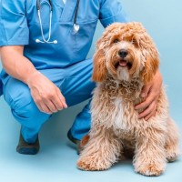 ラブラドゥードルのてんかんは怖くない？最新研究から分かった特徴と付き合い方【獣医師執筆】