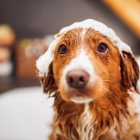 愛犬がなんだか臭う…？体臭の原因と、お家でできる簡単ニオイ対策【獣医師執筆】