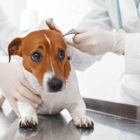 犬の外耳炎が治らない！注意したい「耳のしこり」の種類と特徴【獣医師執筆】