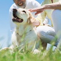 人が犬と暮らすと「最高の認知症予防」になる？研究から見えてきた『犬との生活が脳に良い理由』を獣医が解説