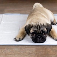 犬は栄養不足だから「食糞」するって本当？最新研究から科学的な結論を獣医が解説