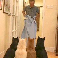 『お父さんが突然消えてしまうドッキリ』を4匹の犬に見せた結果→あまりにも純粋な『100点の反応』が422万再生「かわいすぎて心溶けた」