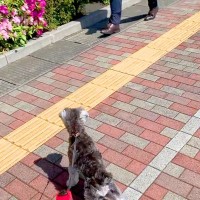 突然『いるはずのないパパ』が現れたら、犬はどうするのか？検証した結果→尊すぎる『気付いた瞬間の反応』に「最高に可愛い」「嬉しいね」の声
