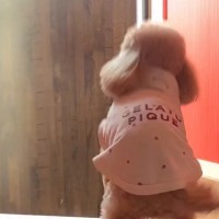 4泊5日の合宿へ出かけた娘→犬が『おねえちゃんがいない』と玄関で待ち続けて…あまりにも尊い『再会の瞬間』が33万再生「健気」「涙が出る」